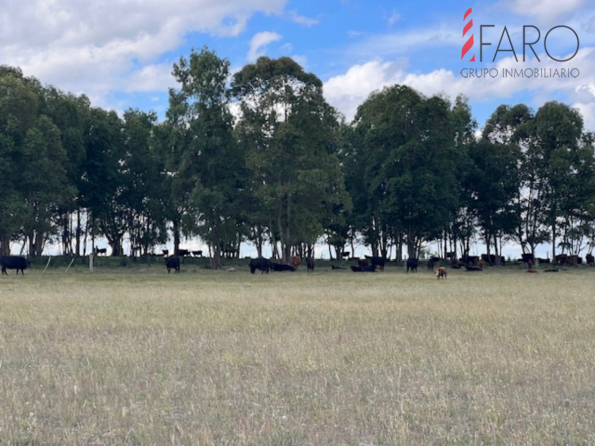 Campo en Durazno - GoPunta - Portal Inmobiliario de Punta del Este - Maldonado