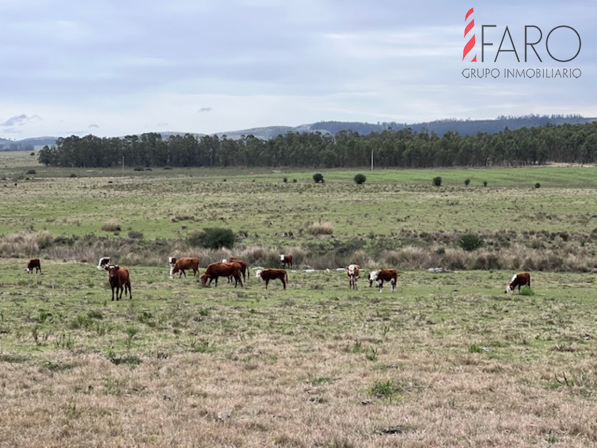 Campo de 22 has 6862 m2 cerca de Punta del Este - GoPunta - Portal Inmobiliario de Punta del Este - Maldonado
