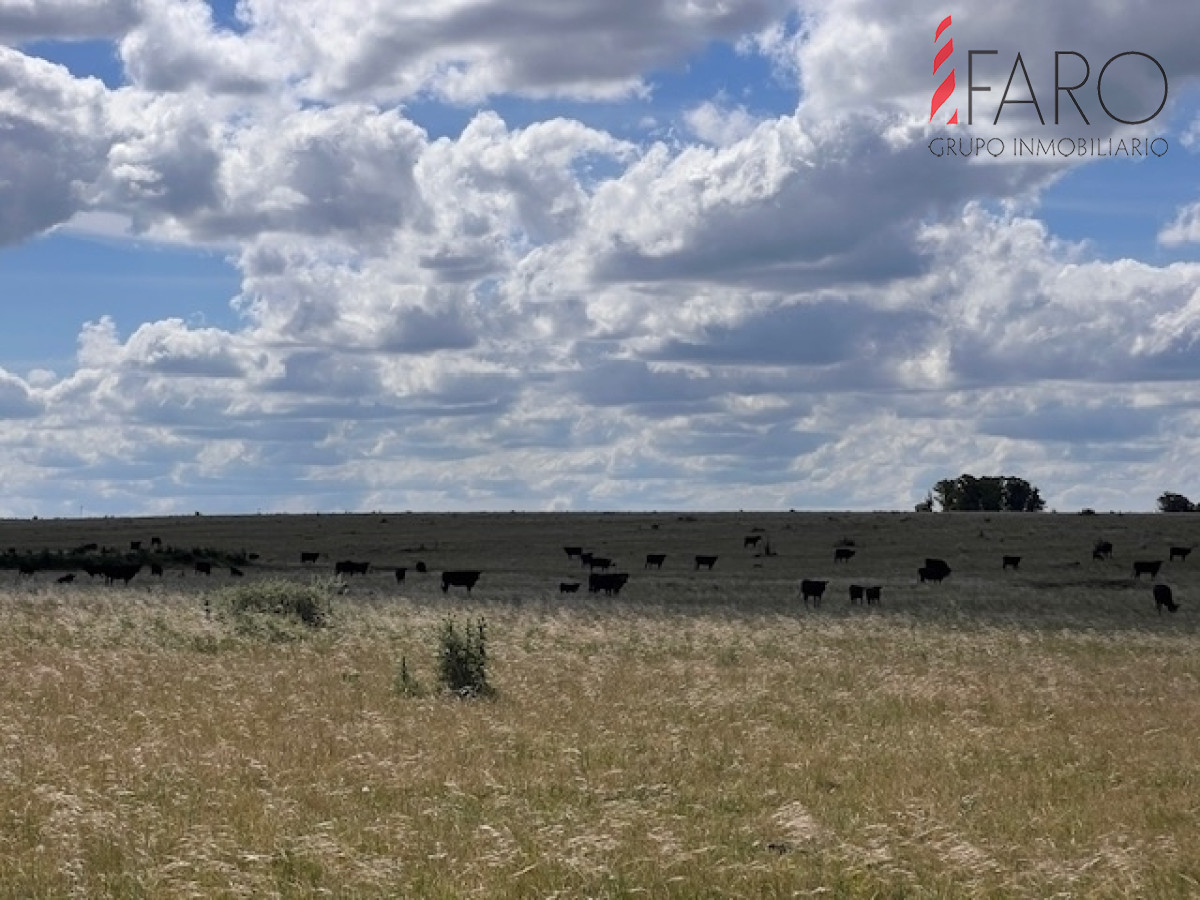 Campo en Durazno - GoPunta - Portal Inmobiliario de Punta del Este - Maldonado