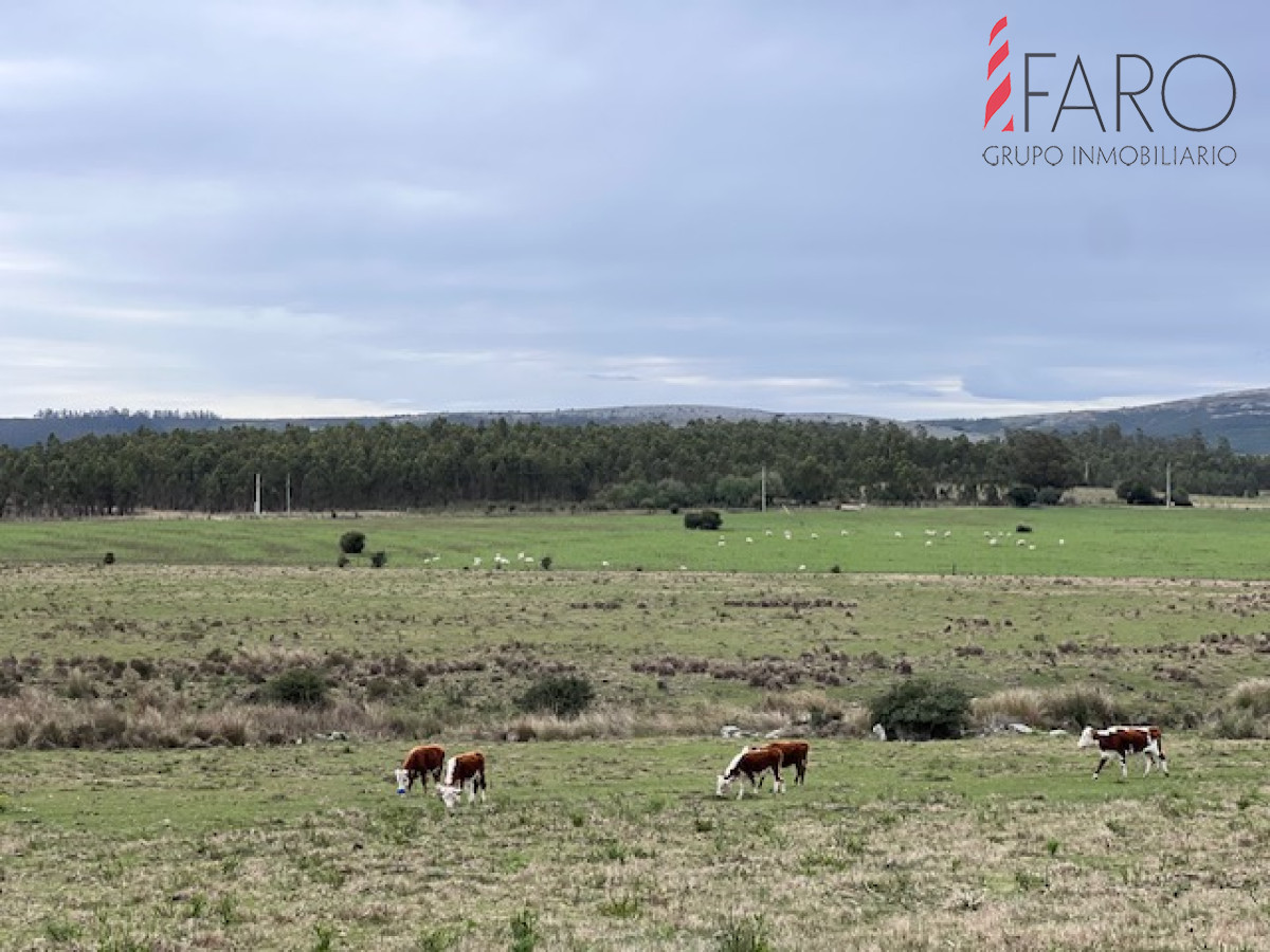 Campo de 22 has 6862 m2 cerca de Punta del Este - GoPunta - Portal Inmobiliario de Punta del Este - Maldonado