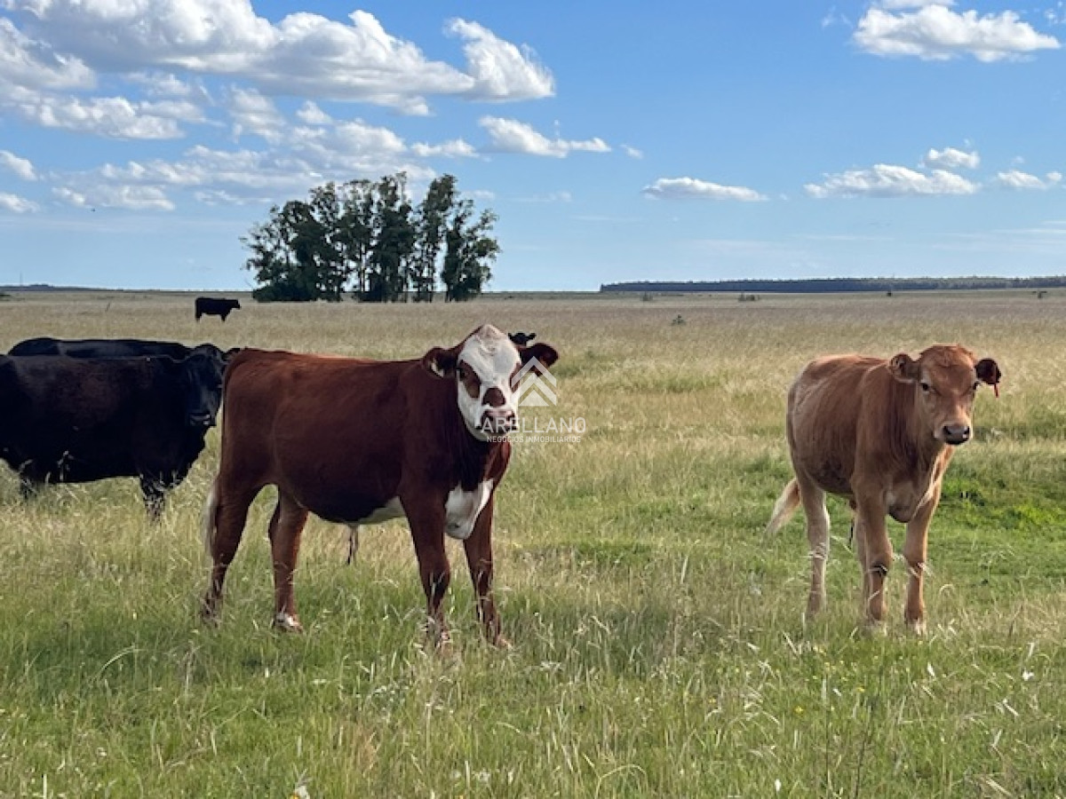 Campo Ref.3612 - Campo en Durazno