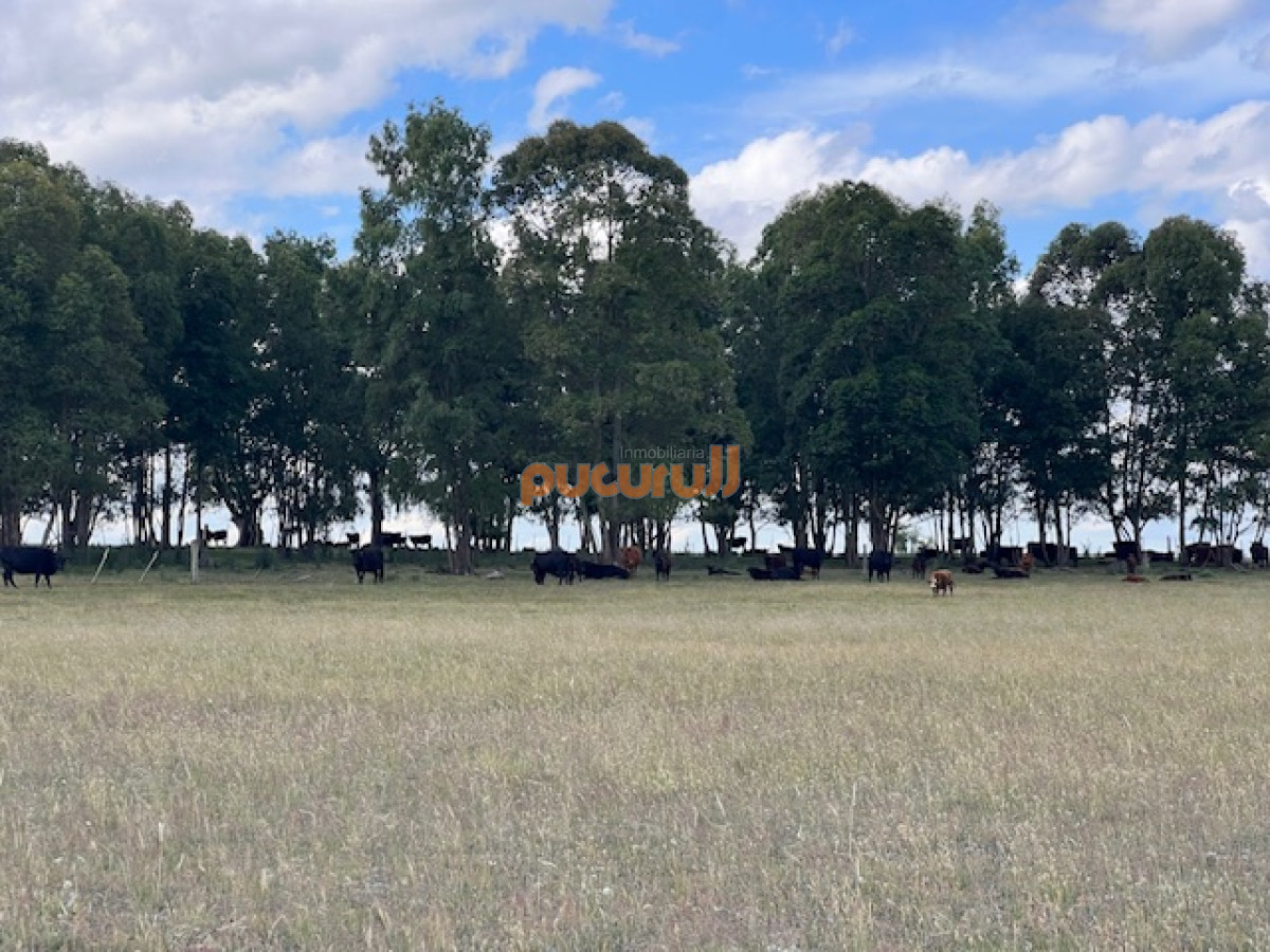 Campo en Durazno - GoPunta - Portal Inmobiliario de Punta del Este - Maldonado