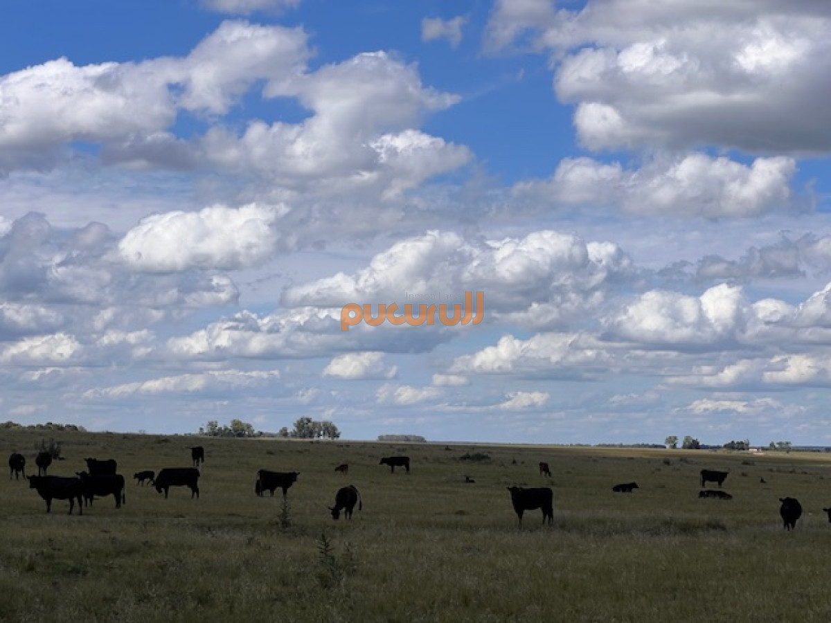 Campo en Durazno - GoPunta - Portal Inmobiliario de Punta del Este - Maldonado