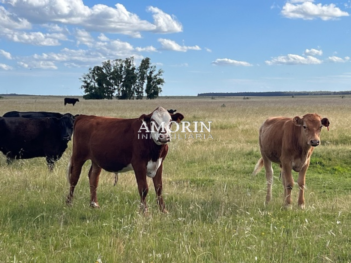 Campo Ref.803 - Campo en Durazno