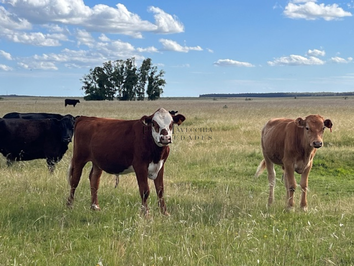 Campo Ref.337 - Campo en Durazno