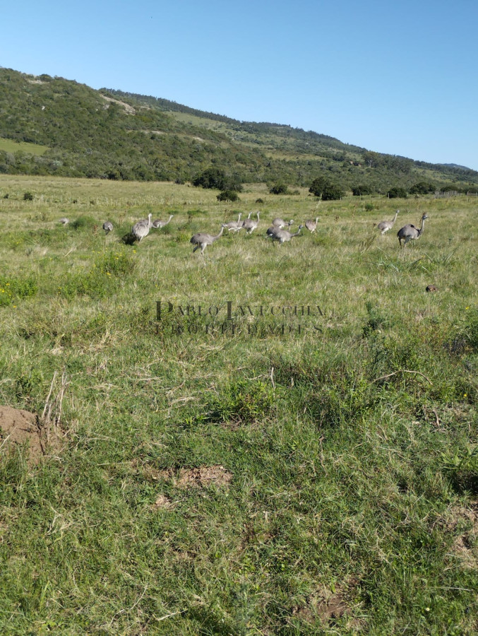 Campo Ref.377 - Hermosas chacras con vistas a las Sierras cerca de Aigua - Hay Financiación 