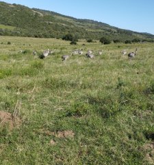 Hermosas chacras con vistas a las Sierras cerca de Aigua - Hay Financiación