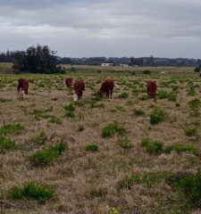 Campo 8 has en los Ceibos a 20 km de Punta del Este