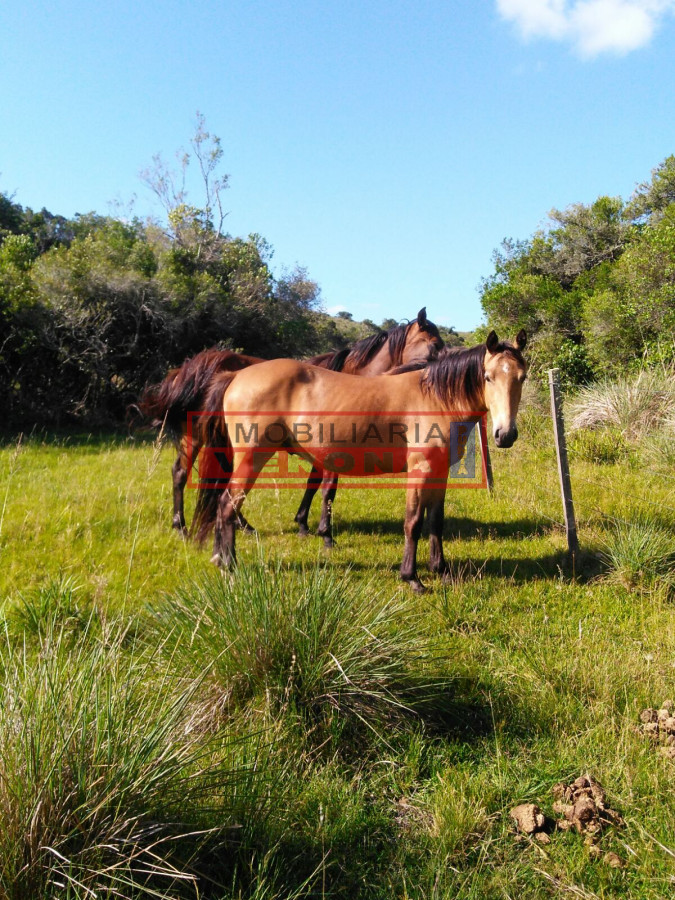 Campo 38 has 8690 m2 - Limite Maldonado y Lavalleja - Consulte !!!! - IVP6853P