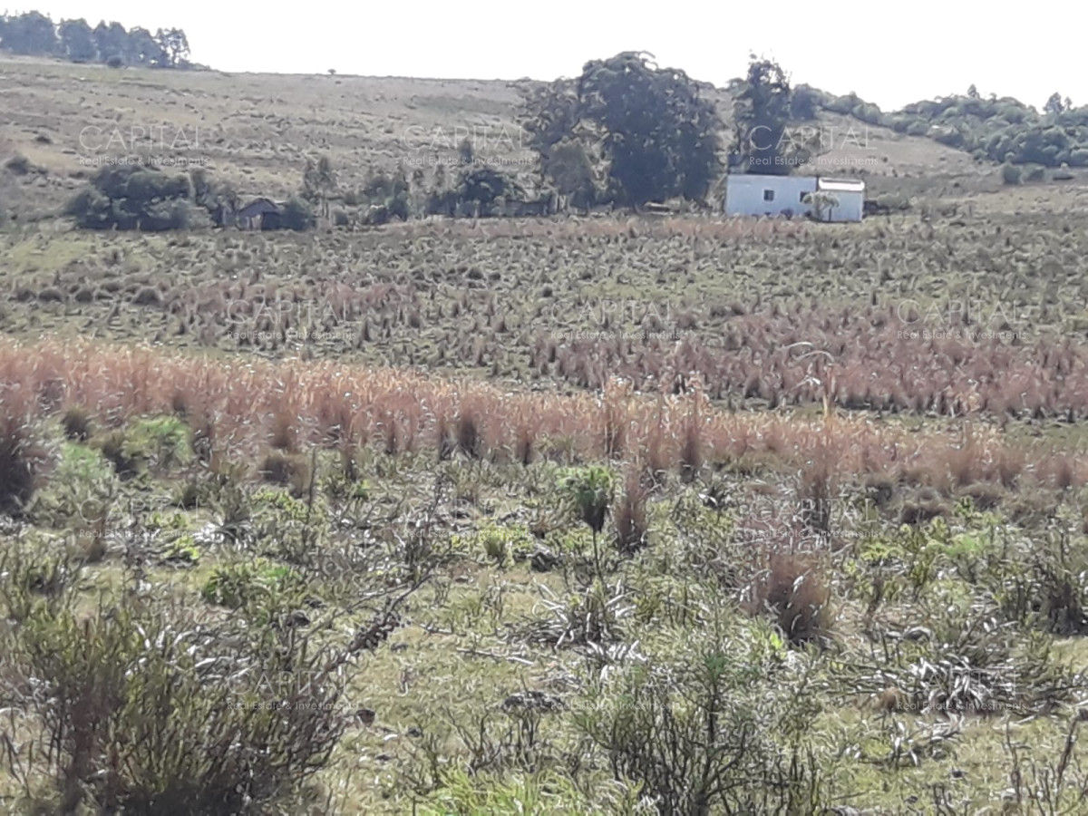 Campo Ref.31301 - Campo en las Cañas de 59 has, cuenta con casa, luz, instrucciones para trabajar con ganado, arroyo, cañada y monte natural. Consulte!!!!!