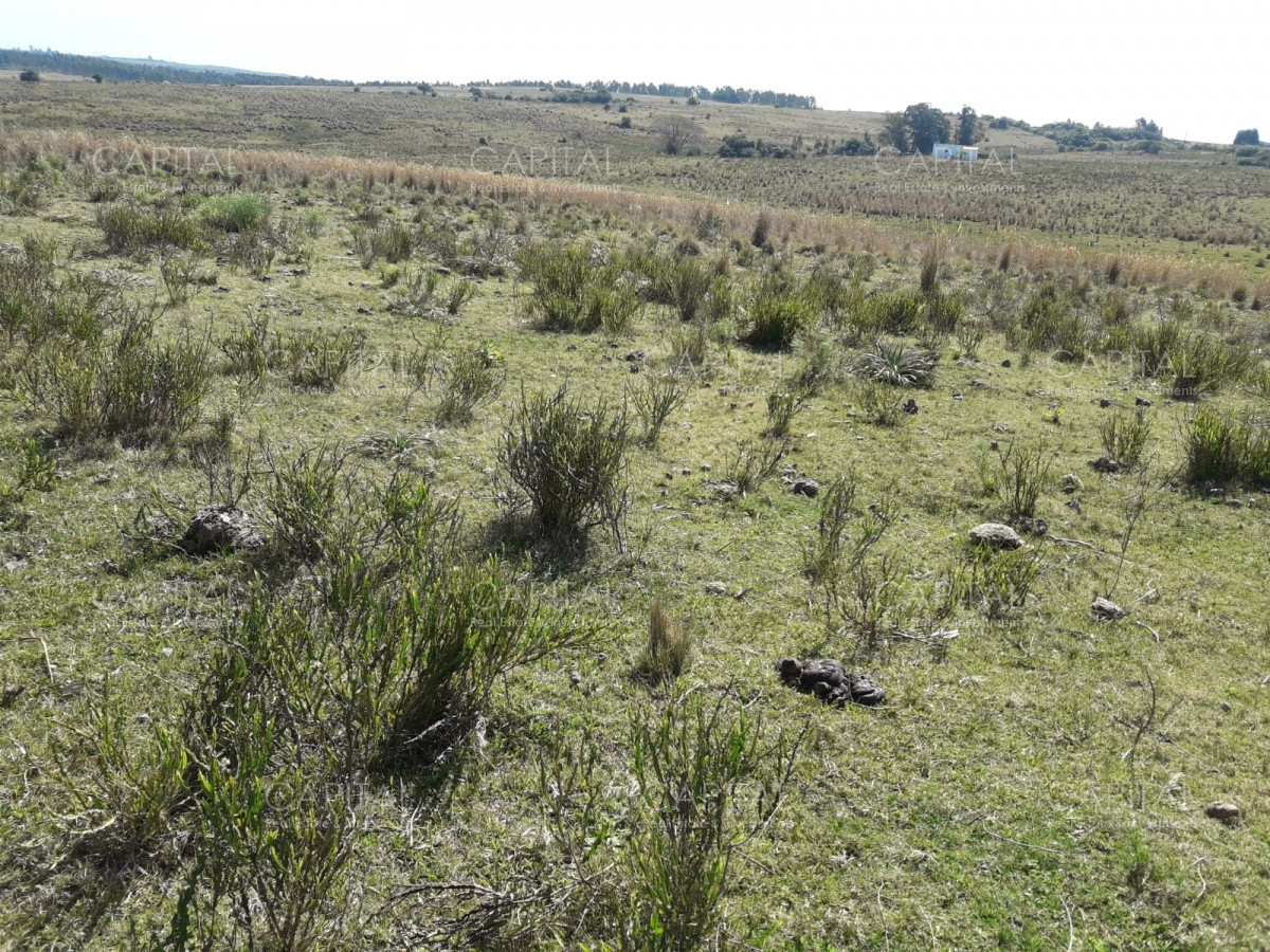 Campo Ref.31301 - Campo en las Cañas de 59 has, cuenta con casa, luz, instrucciones para trabajar con ganado, arroyo, cañada y monte natural. Consulte!!!!!