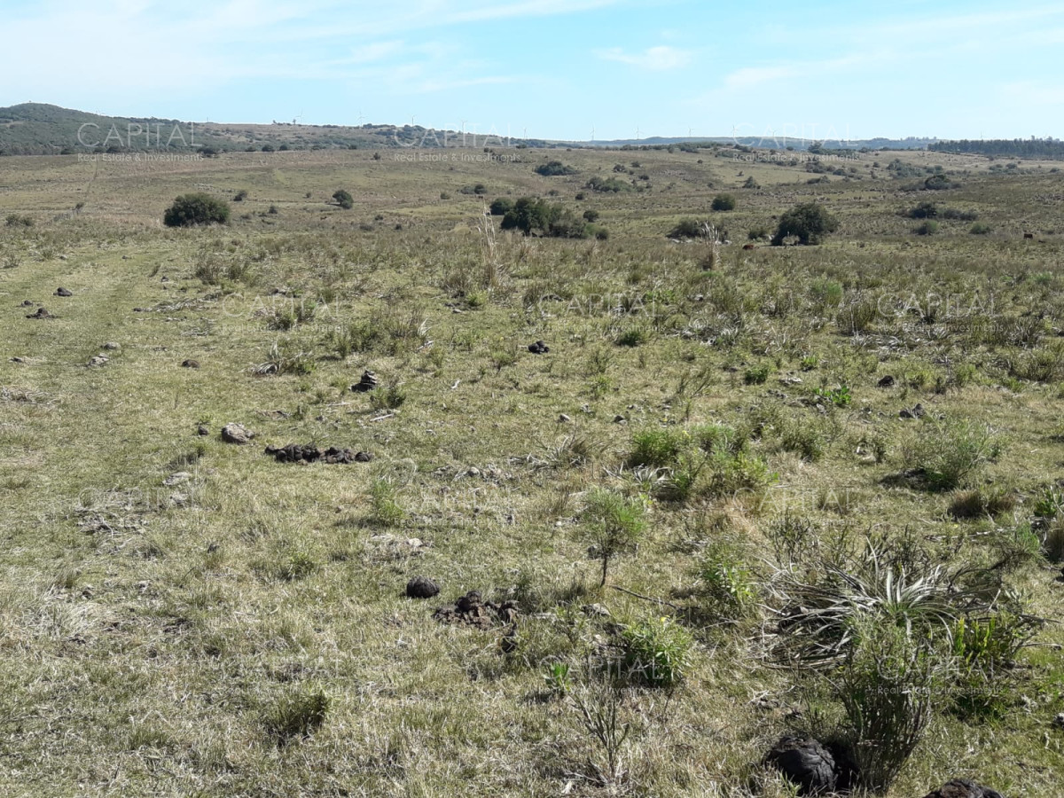 Campo Ref.31301 - Campo en las Cañas de 59 has, cuenta con casa, luz, instrucciones para trabajar con ganado, arroyo, cañada y monte natural. Consulte!!!!!