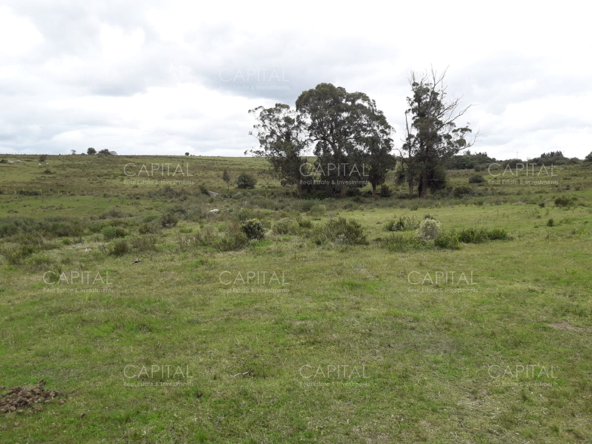 Campo Ref.31301 - Campo en las Cañas de 59 has, cuenta con casa, luz, instrucciones para trabajar con ganado, arroyo, cañada y monte natural. Consulte!!!!!