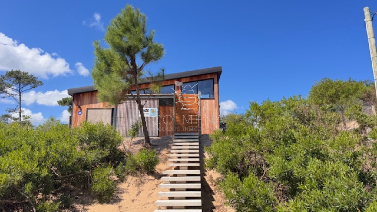 Chihuahua - GoPunta - Portal Inmobiliario de Punta del Este - Maldonado
