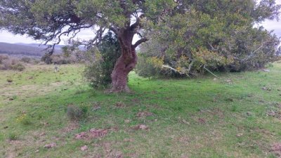 campo 111 has campo de sierra en lavalleja - col 7120 - col7120p