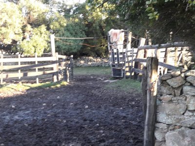 campo 57 has con casco antiguo - col4851p