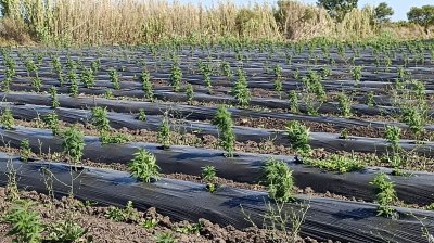 excelente oportunidad de inversión campo 6,7has con cultivo de cañamo cannabis  - col6191p