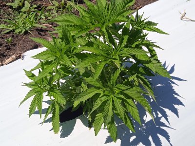 excelente oportunidad de inversión campo 6,7has con cultivo de cañamo cannabis  - col6191p