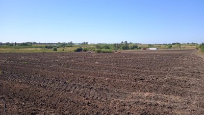 excelente oportunidad de inversión campo 6,7has con cultivo de cañamo cannabis  - col6191p