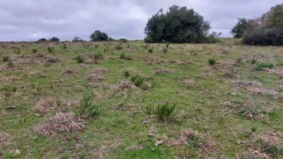 campo 111 has campo de sierra en lavalleja - col 7120 - col7120p