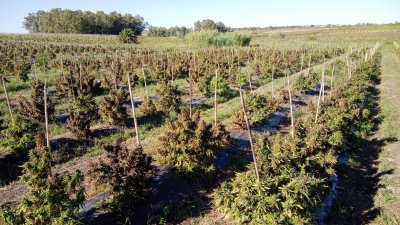 excelente oportunidad de inversión campo 6,7has con cultivo de cañamo cannabis  - col6191p