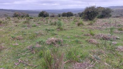 campo 111 has campo de sierra en lavalleja - col 7120 - col7120p