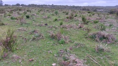 campo 111 has campo de sierra en lavalleja - col 7120 - col7120p