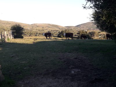 campo 57 has con casco antiguo - col4851p