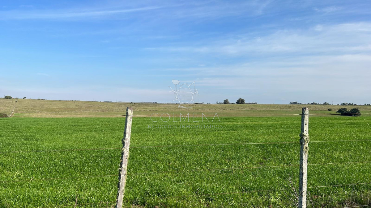 Campo 668  has campo en Soriano. - COL10596P