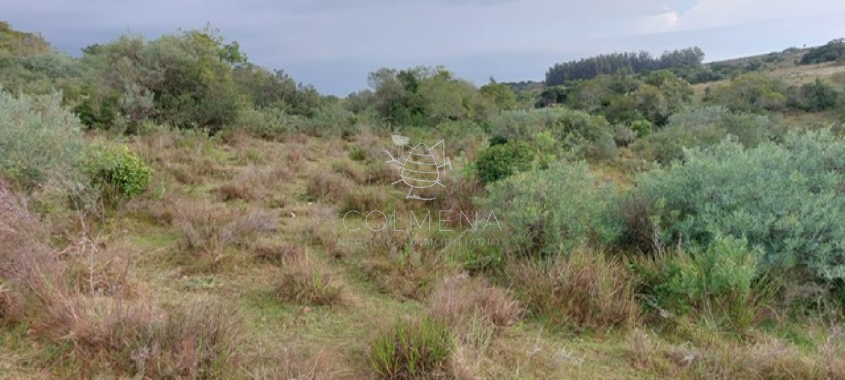 Campo en carape Son 42 hs 2293 m2 - GoPunta - Portal Inmobiliario de Punta del Este - Maldonado