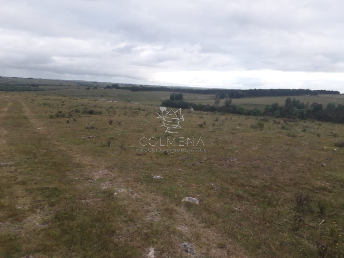 Campo de 47 has en Paraje los Caracoles   Consulte !!!!! - GoPunta - Portal Inmobiliario de Punta del Este - Maldonado