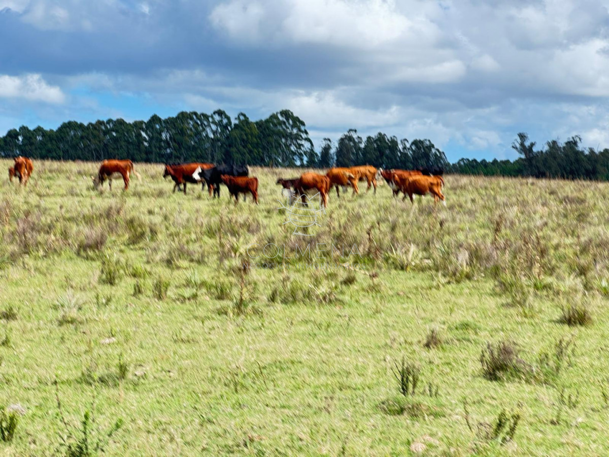 Campo en Lavalleja - COL11161P