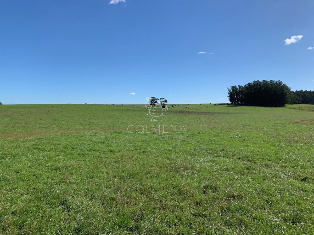 Campo excelente ubicacción,  ideal plantar o para fraccionamiento. - GoPunta - Portal Inmobiliario de Punta del Este - Maldonado