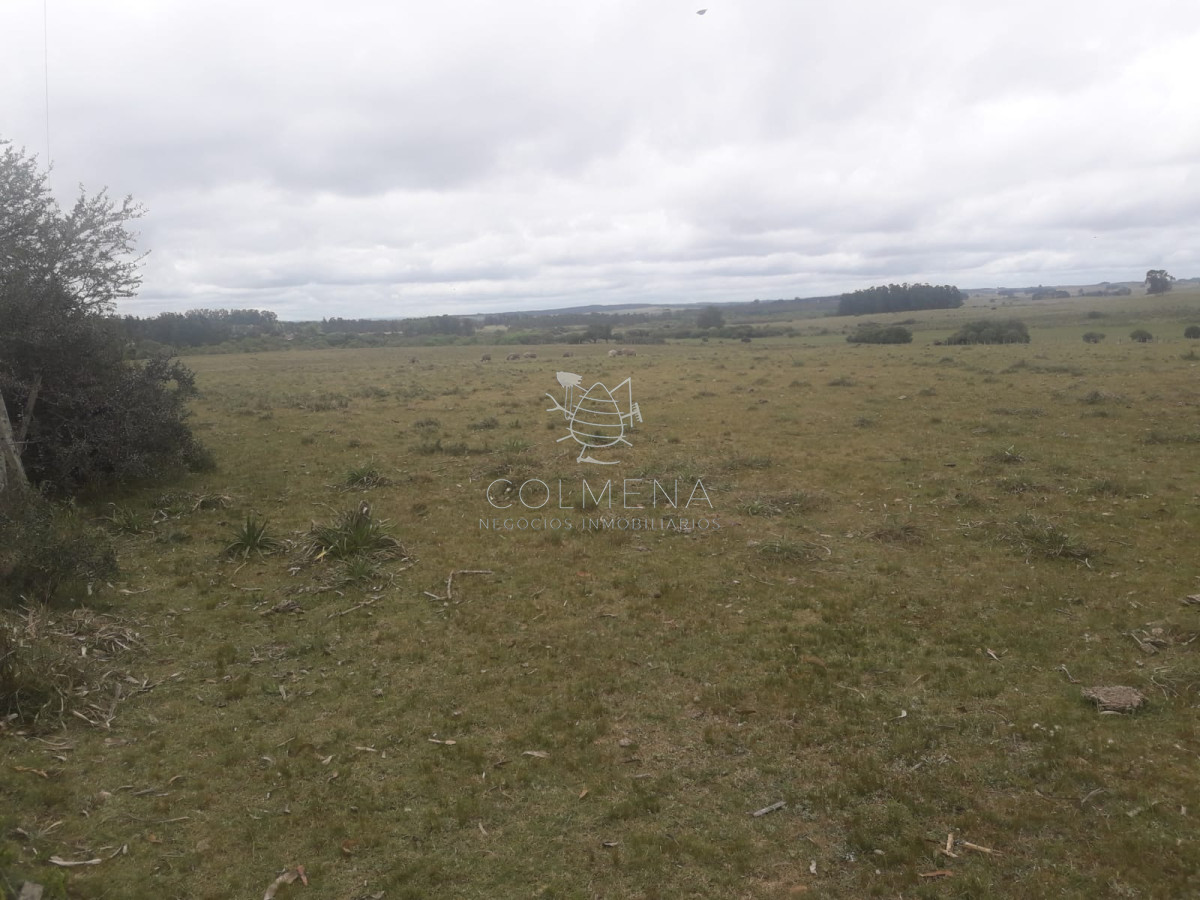 Campo de 12 has en Paraje José Ignacio. Consulte !!!!! - GoPunta - Portal Inmobiliario de Punta del Este - Maldonado