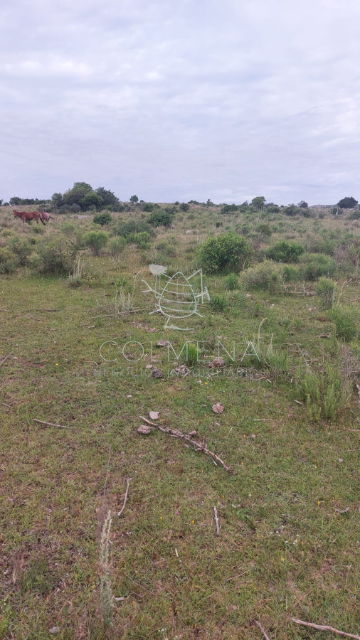 Campo de 19 hás en Las Cañas - GoPunta - Portal Inmobiliario de Punta del Este - Maldonado