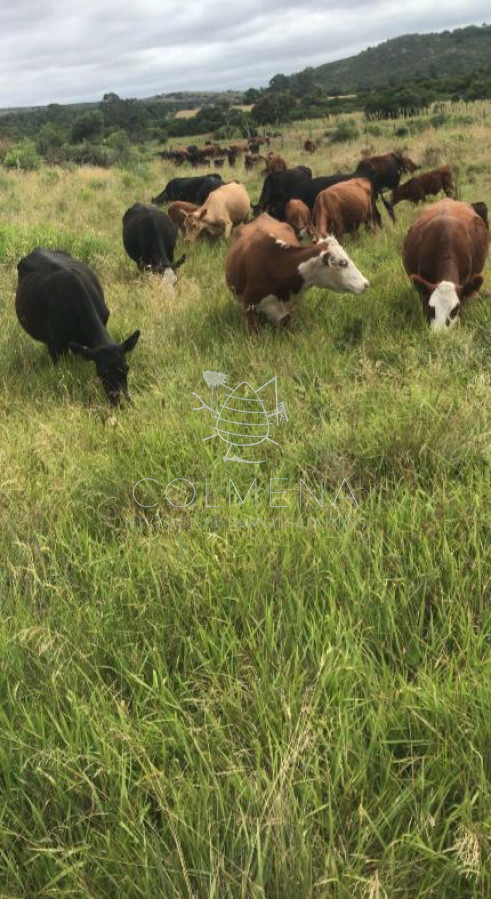 Campo en Pueblo Eden con buena casa y se trabaja ganado. - GoPunta - Portal Inmobiliario de Punta del Este - Maldonado