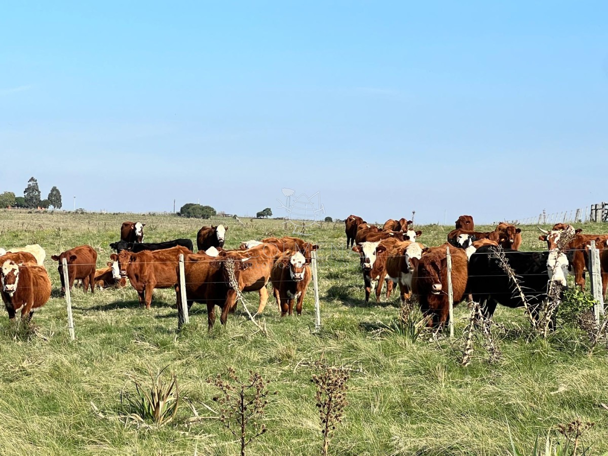 Campo en Lavalleja - COL9539P