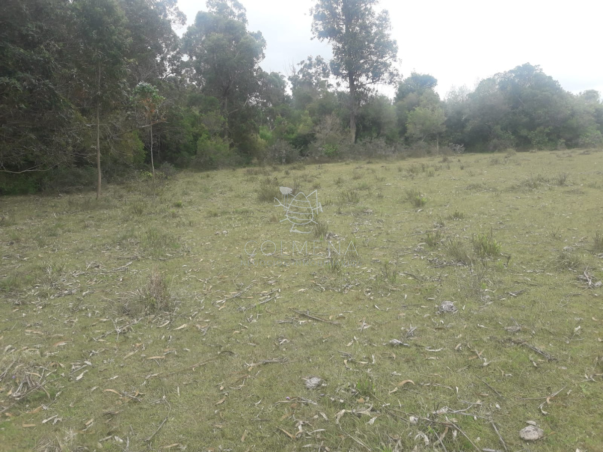 Campo de 12 has en Paraje José Ignacio. Consulte !!!!! - GoPunta - Portal Inmobiliario de Punta del Este - Maldonado
