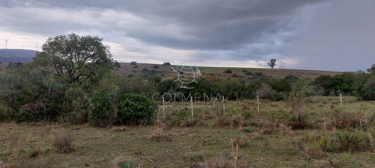 Campo en carape Son 42 hs 2293 m2 - GoPunta - Portal Inmobiliario de Punta del Este - Maldonado