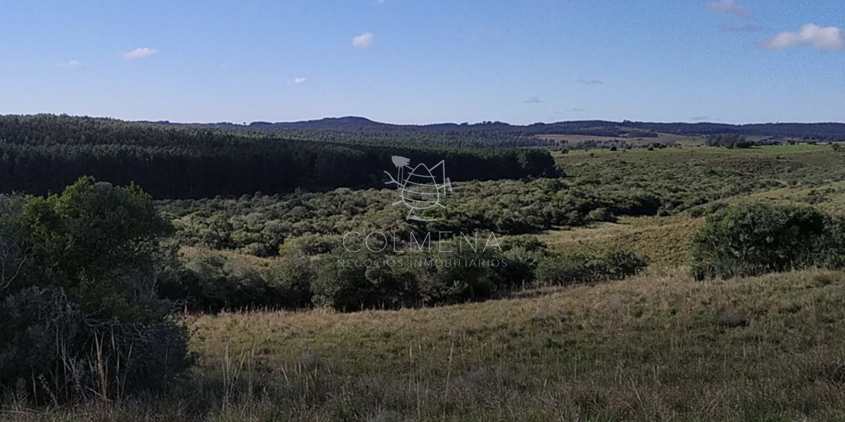 Campo cerca de los viñedos, bodegas y pueblo Garzon. - COL9228P