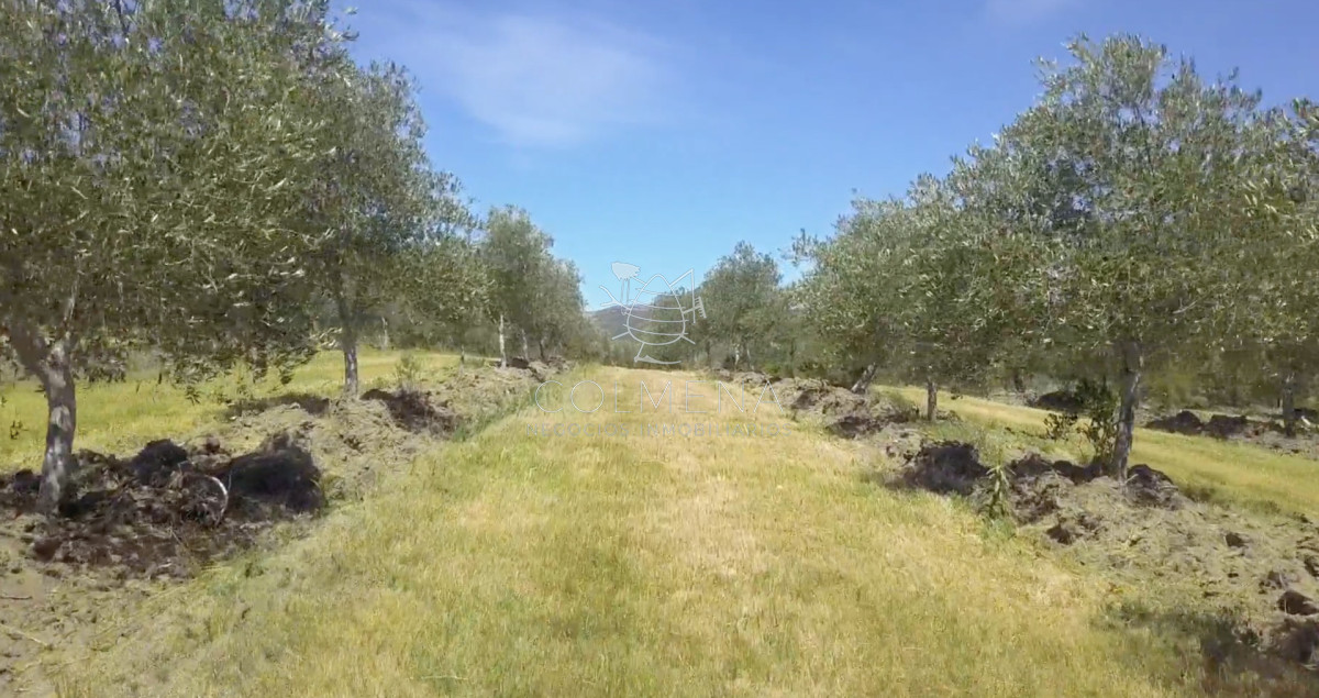 Campo de 166 has  - COL11116P