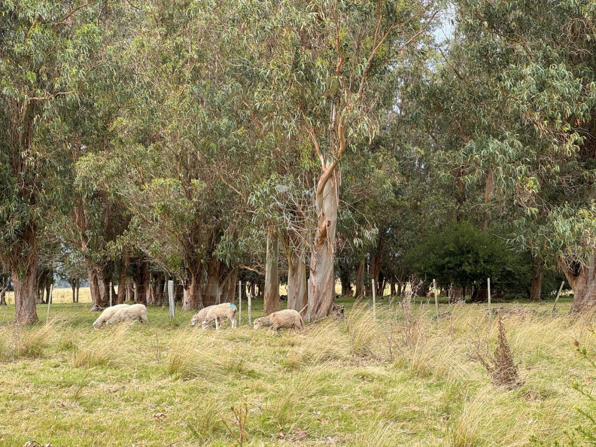 Campo 230 has - Ganadero y Turístico en Rocha - COL9862P
