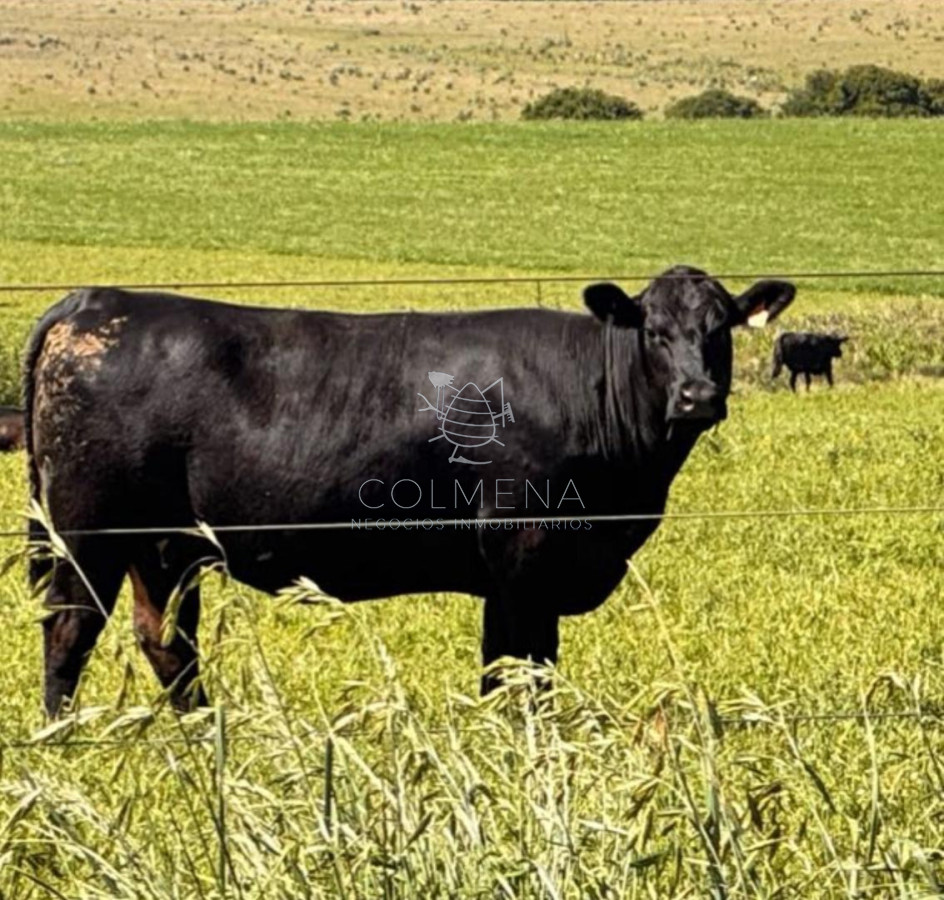 Campo en Lavalleja - COL7072P