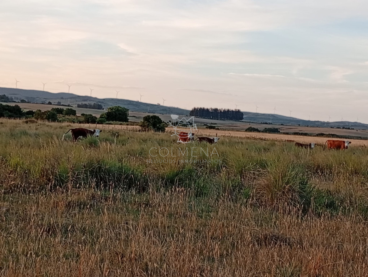 Campo 48 has en Paso Dutra - COL10524P