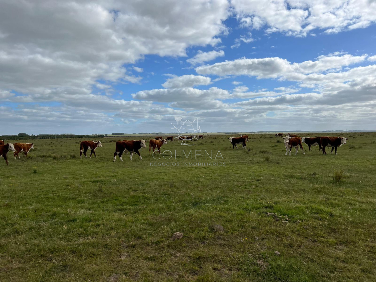 Campo en Lavalleja - GoPunta - Portal Inmobiliario de Punta del Este - Maldonado