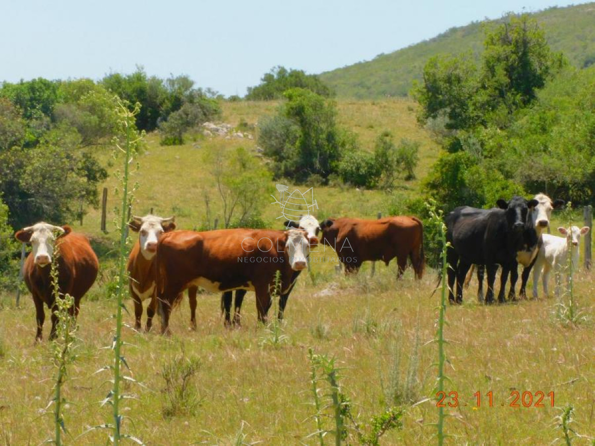 Campo 27 has en los Caracoles - GoPunta - Portal Inmobiliario de Punta del Este - Maldonado
