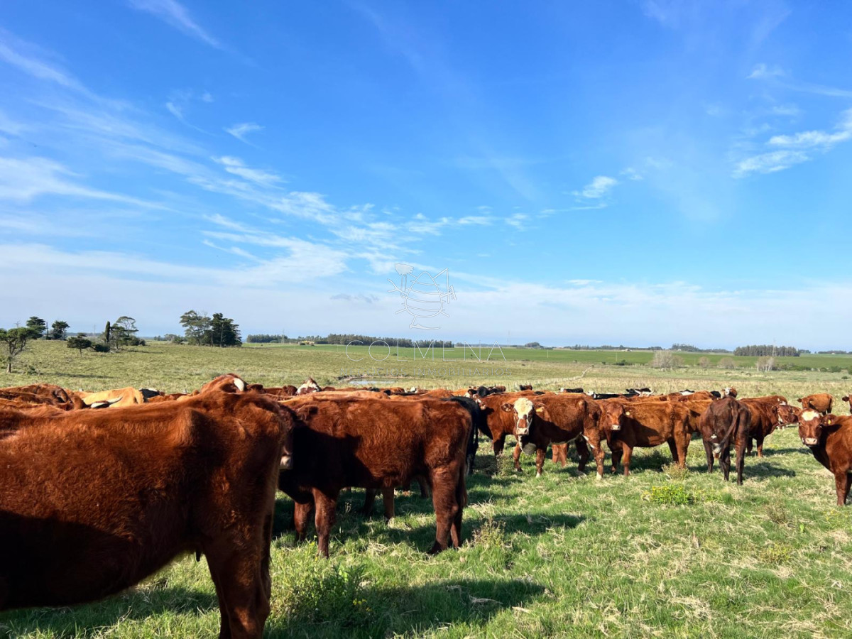 Campo en Florida  - COL11143P