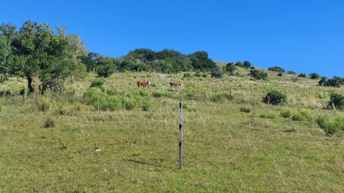 Campo en Aiguá, - GoPunta - Portal Inmobiliario de Punta del Este - Maldonado