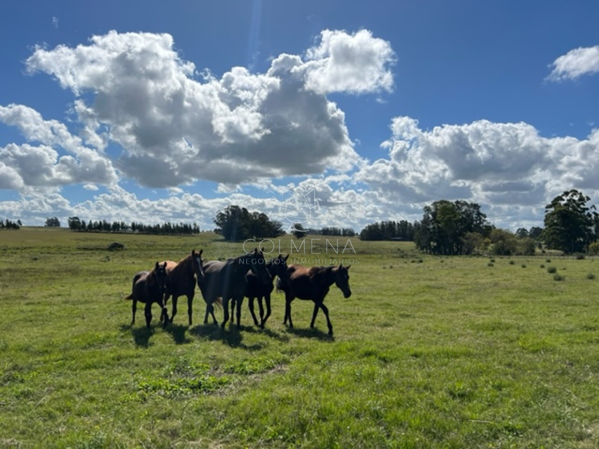 Campo 5 has con 2473 m2 sobre ruta 9 - GoPunta - Portal Inmobiliario de Punta del Este - Maldonado