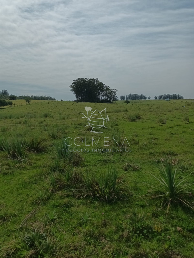 Campo en paraje Jose Ignacio cerca de la ruta 9 - GoPunta - Portal Inmobiliario de Punta del Este - Maldonado